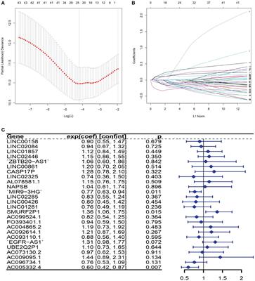 Development and validation of an autophagy-related long non-coding RNA prognostic signature for cervical squamous cell carcinoma and endocervical adenocarcinoma